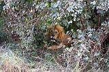 TANZANIA - Serengeti National Park - Leone maschio - 01